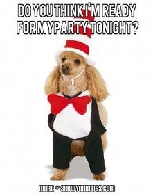 dogs dress up for a party...