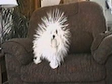 Static Dog :D