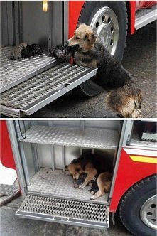 Suczka ratuje szczeniaki w ...