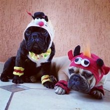 Dog images, dog photo, dog picture, dog animations, dog quotes, dog wisdom, dog training tips, funny dogs, dog stuff, dog and cat, dog and pet