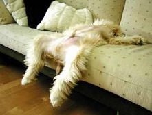 Dog images, dog animations, dog quotes, dog training tips, funny dogs, dog and cat, dog and pet, cute dog and baby