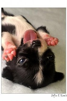 "upadłem i nie mogę ws...