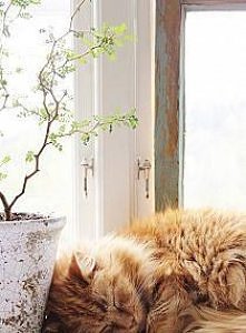 kitty