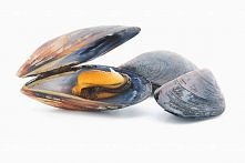 Małże w sosie z czarnej fasoli