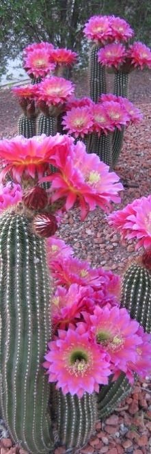 kwitnące kaktusy