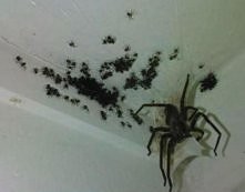 Aby zniechęcić pająki do snucia sieci w naszym mieszkaniu, należy tam, gdzie ...