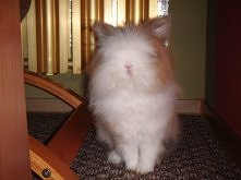 Nie podskakuj mi .... :P