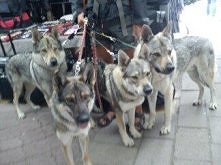 pierwszy raz widziałam wilk...