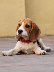 beagle <3