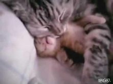 Kochająca kocia mama <33 Ooo!!
