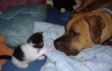 , Dog images, dog animations, dog quotes, dog training tips, funny dogs, dog and cat, dog and pet, cute dog and baby