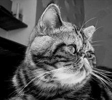 Unkas, kot, kotek, kociak :)