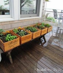 fajny pomysł na sadzonki