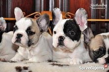 buldogi łooo!!