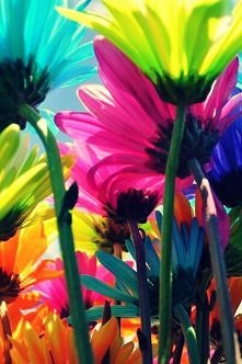 .magnifique pic of flowers.