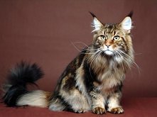 Main Coon