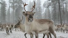Reindeer