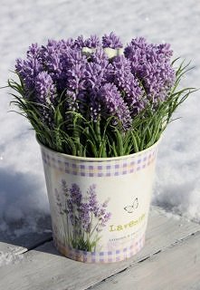 lawenda