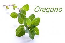 Bardzo mocno aromatyczne zioło, pochodzące z południowych Włoch. Właściwości ...