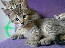 Kociaki rasy Pixie-bob