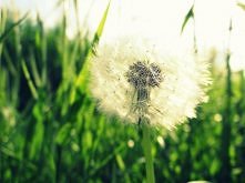 Dmuchawiec <3
Wiosno, przybywaj !