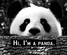 panda :**