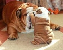 Słodziaki TO Psiaki!!!!!!