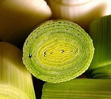 Pory w śmietanie

Składniki:
- 800g porów,
- 2łyżki masła,
- 1 łyżka mąki,
- 200ml śmietany,
- sól,
- pieprz,
- sok z cytryny,
- łyżka posiekanej natki pietruszki

Wykonanie:
Po...