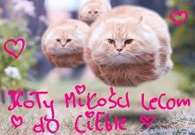 koty miłości