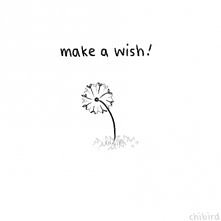 make a wish!