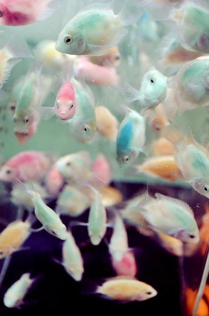#fish#