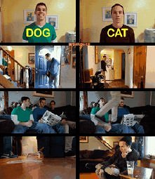 gif. dog vs. cat