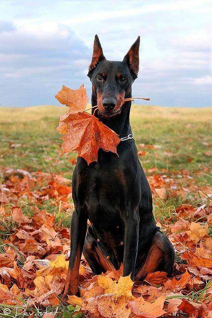 Jesienny doberman <3