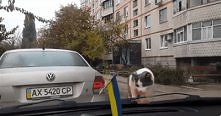 kocio na samochodzie