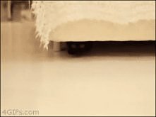 *** koty są z innego świata ;] ***
 gif