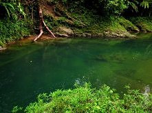 Uraba Rainforest, Colombia