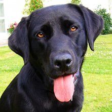 Czarny Labrador ❤