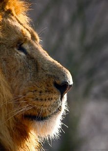 lion