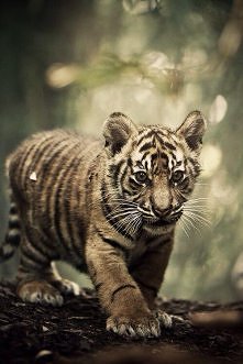 Słodziaczek! ♥♥♥