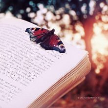 motyl