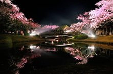 Sakura,Japonia