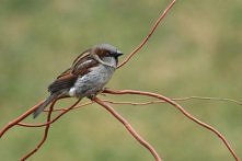 polski wróbel nasz :)