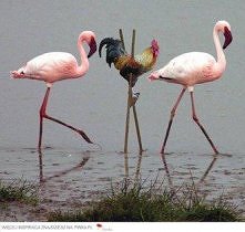 Realizuj marzenia <3