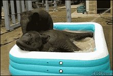 *** słoniki ***
gif