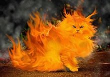 ognisty demon czyli kot z piekła rodem