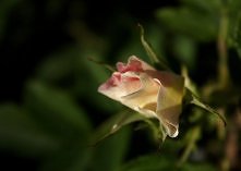 rosa rugosa Ritausma