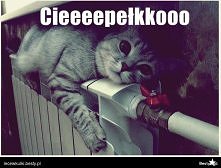 zawsze mówię, że chciałabym być kotem! <3