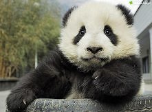 nie wiem jak to zrobię ale ...