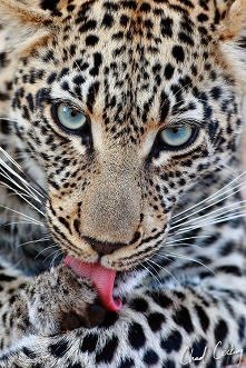 Oczy. *.*