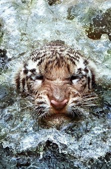 Came Out From The Water
